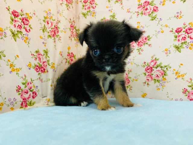 チンチワ（狆チワ）