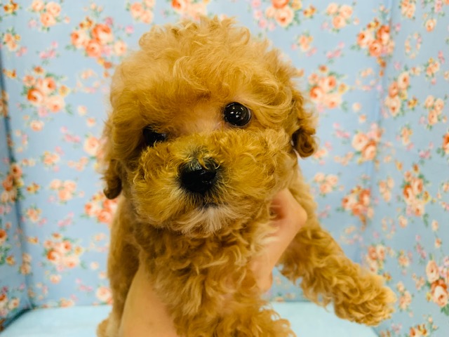 トイプードル