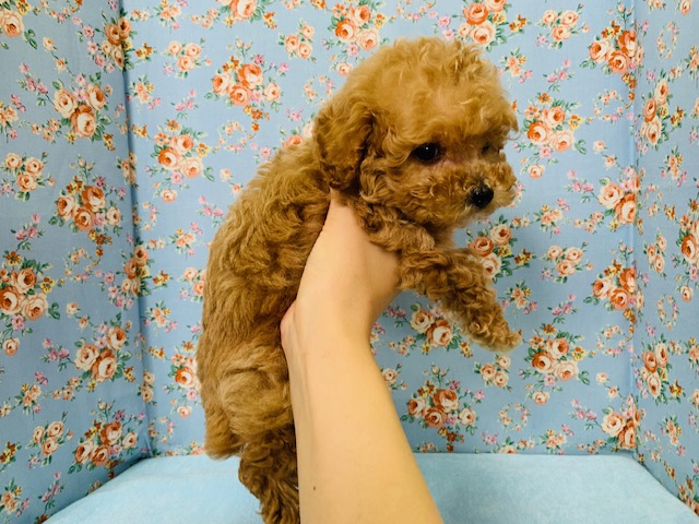 トイプードル