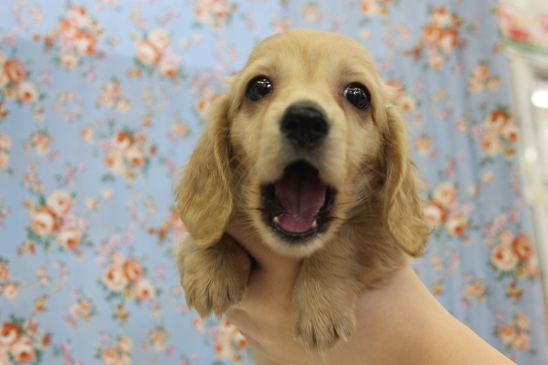 ミニチュアダックス