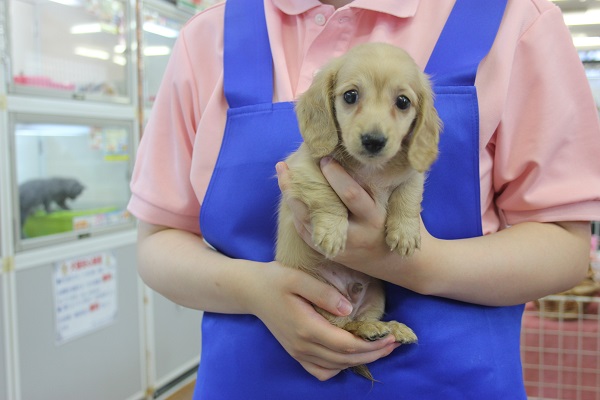 ミニチュアダックス