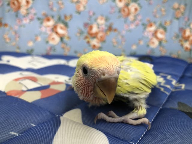 コザクラインコ（小桜インコ）