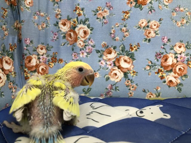 コザクラインコ（小桜インコ）