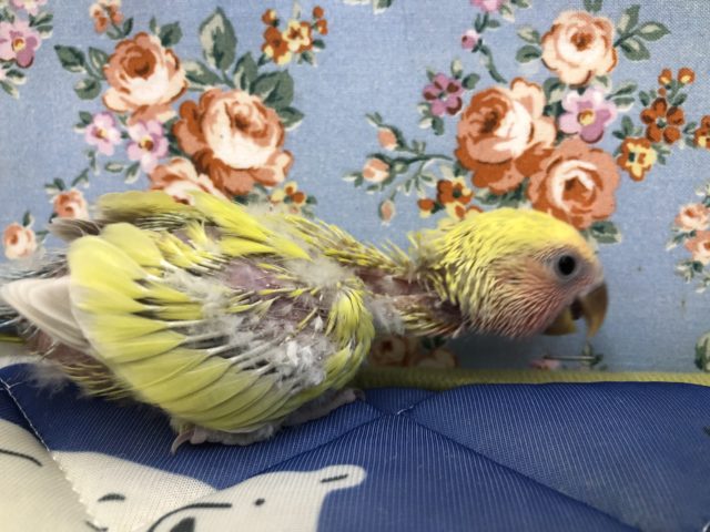 コザクラインコ（小桜インコ）