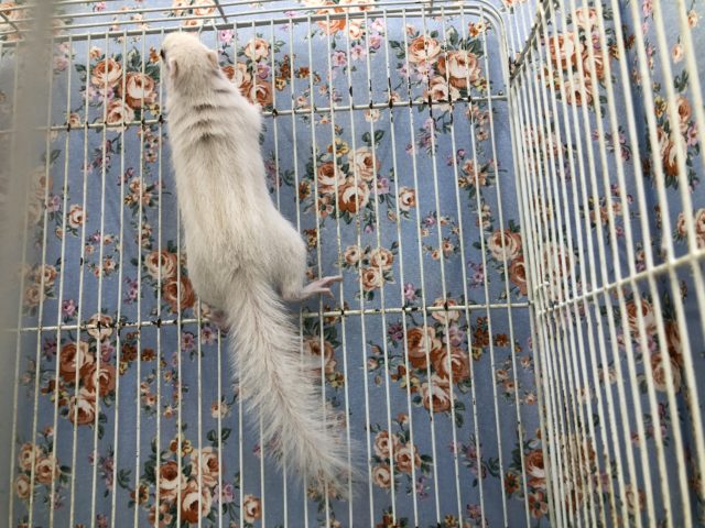 白もきましたーー 7/1撮影 ホワイトシマリス