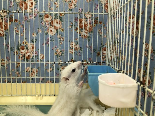 白もきましたーー 7/1撮影 ホワイトシマリス