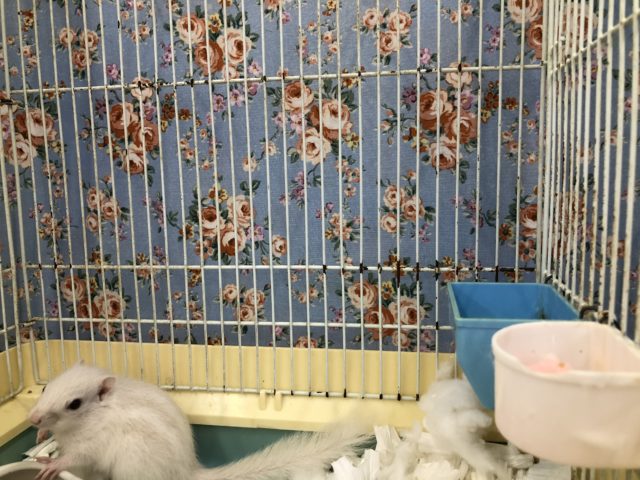 白もきましたーー 7/1撮影 ホワイトシマリス