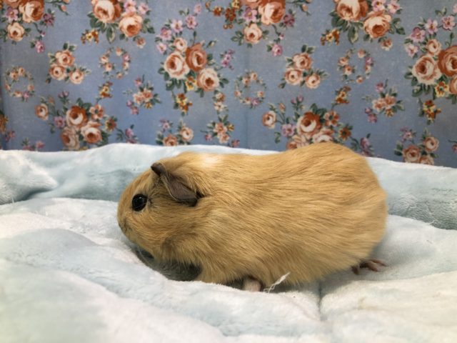 イングリッシュモルモット