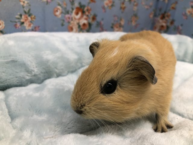 イングリッシュモルモット