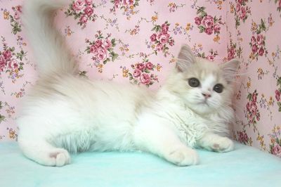 スコティッシュフォールド