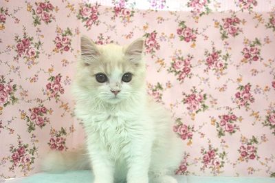 スコティッシュフォールド