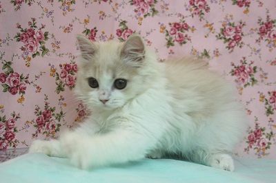 スコティッシュフォールド