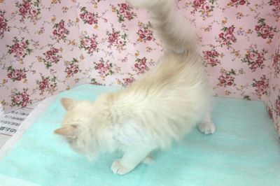 スコティッシュフォールド