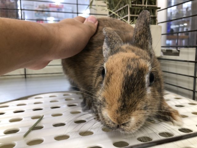 ネザーランドドワーフ