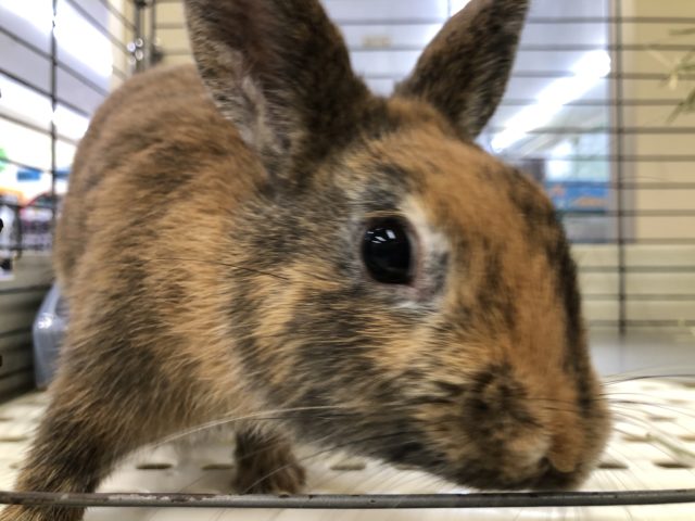 ネザーランドドワーフ