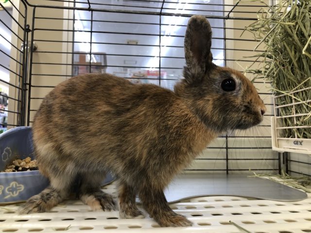 ネザーランドドワーフ