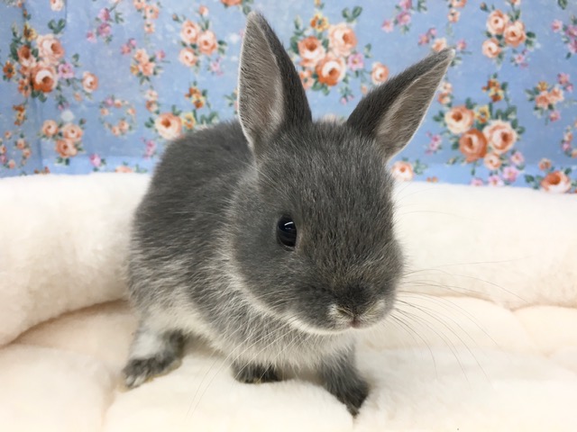 ネザーランドドワーフ