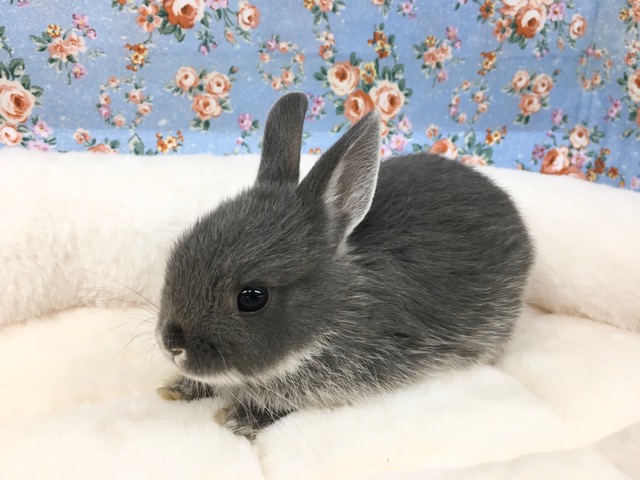 ネザーランドドワーフ