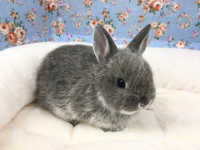 ネザーランドドワーフ