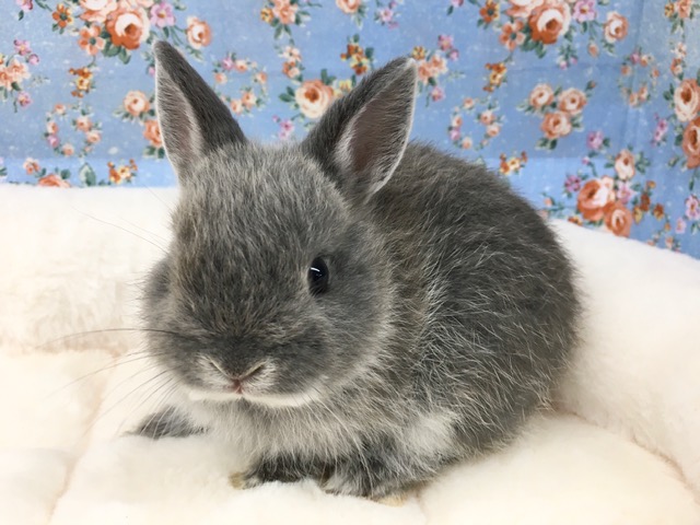 ネザーランドドワーフ