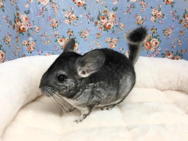 チンチラ