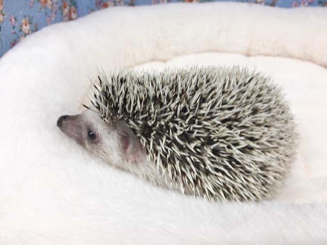 ハリネズミ（ヨツユビハリネズミ）