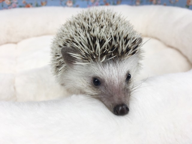 ハリネズミ（ヨツユビハリネズミ）