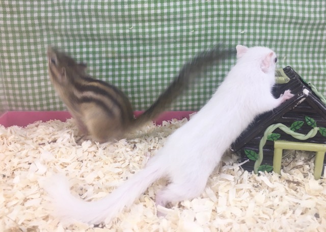 ホワイトシマリス