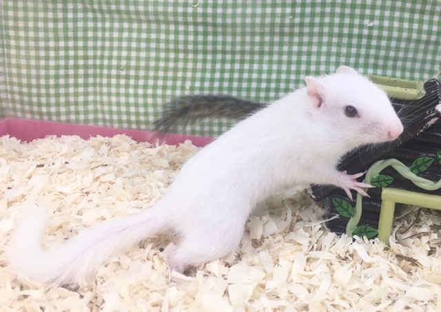 ホワイトシマリス