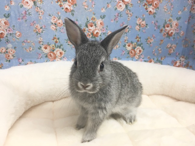 ネザーランドドワーフ