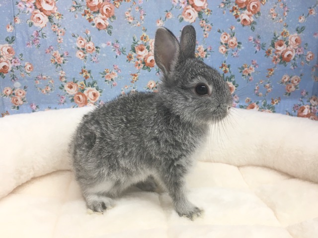 ネザーランドドワーフ