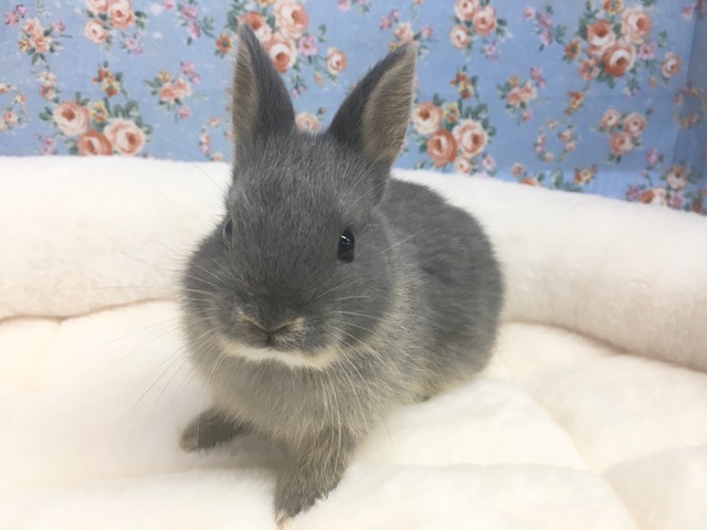 ネザーランドドワーフ