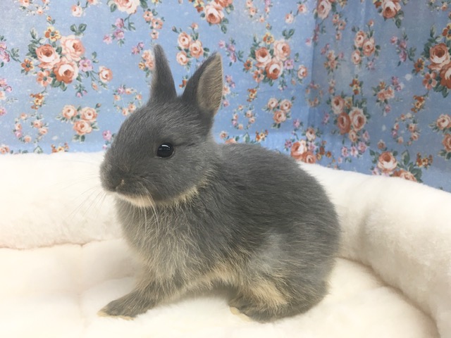 ネザーランドドワーフ