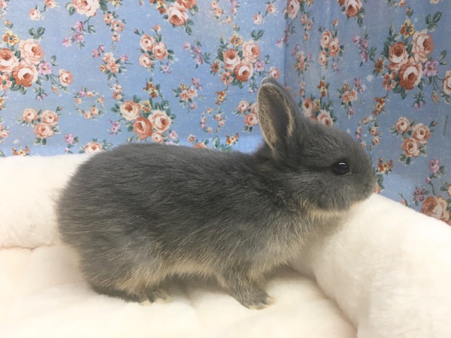 ネザーランドドワーフ