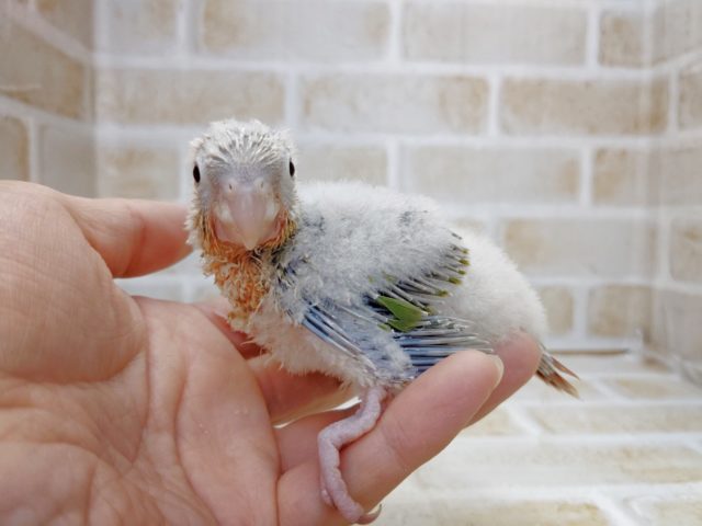 ホオミドリウロコインコ