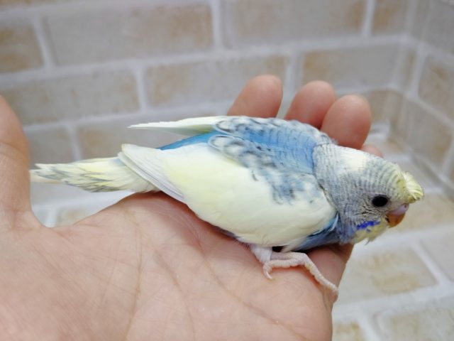 梵天セキセイインコ