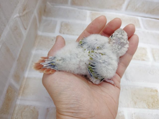 ホオミドリウロコインコ