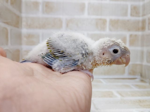 ホオミドリウロコインコ