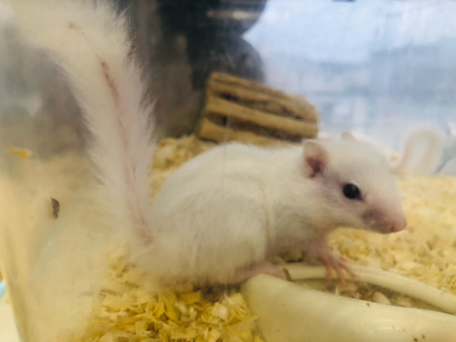 ホワイトシマリス