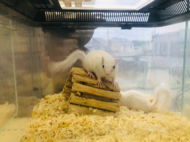 ホワイトシマリス