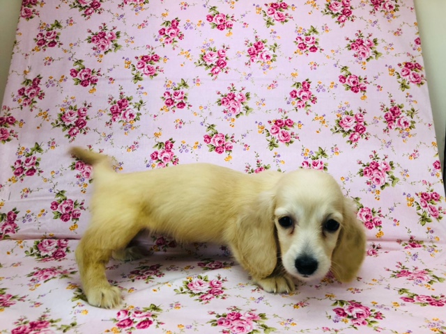 ミニチュアダックス