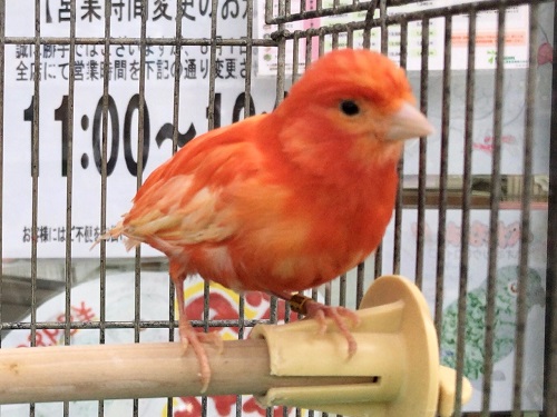 赤カナリア
