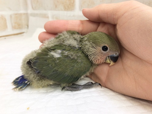 コザクラインコ（小桜インコ）