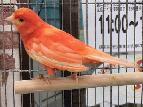 赤カナリア