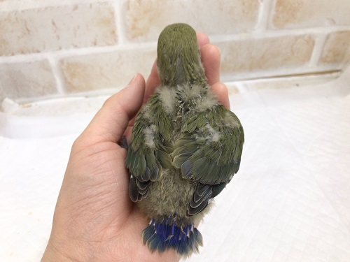 コザクラインコ（小桜インコ）