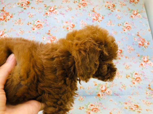 トイプードル