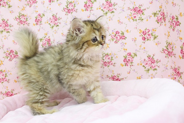 スコティッシュフォールド