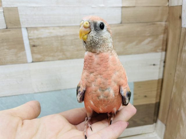 アキクサインコ（秋草インコ）