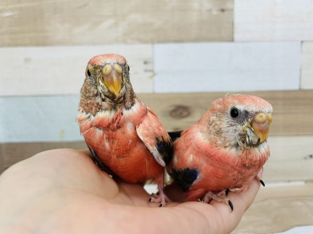 アキクサインコ（秋草インコ）