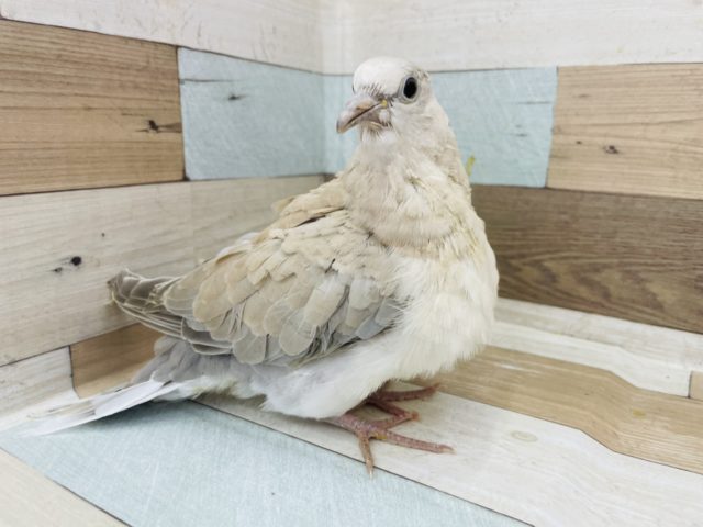 ジュズカケバト